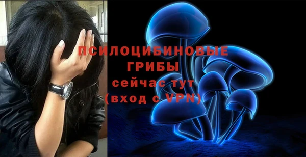 хмурый Аркадак